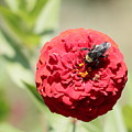 Bumble Bee on Zinnia