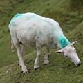 Donegal Sheep 4439
