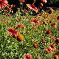 Firewheel Wildflower
