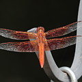 Flame Skimmer