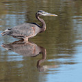 Heron
