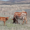 Longhorn