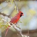 Northern Cardinal
