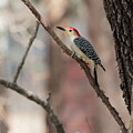 Red-bellied Woodpecker