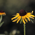 Rudbeckia hirta