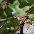 Wren