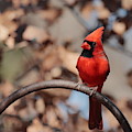 Cardinal 4033