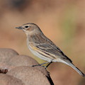 Warbler 4231