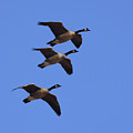 Wild Geese 5984